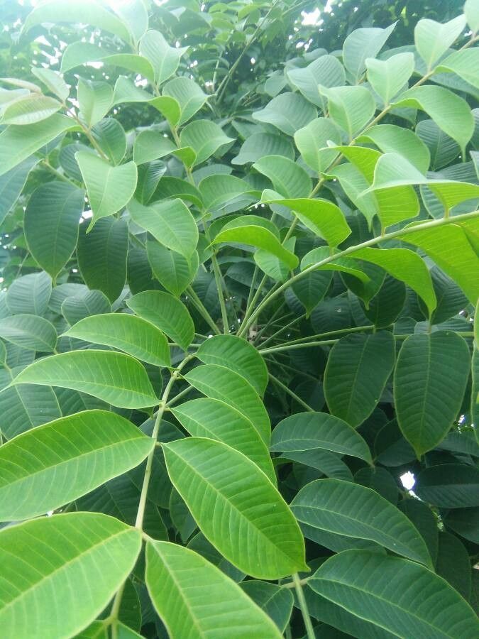 Spondias pinnata leaf