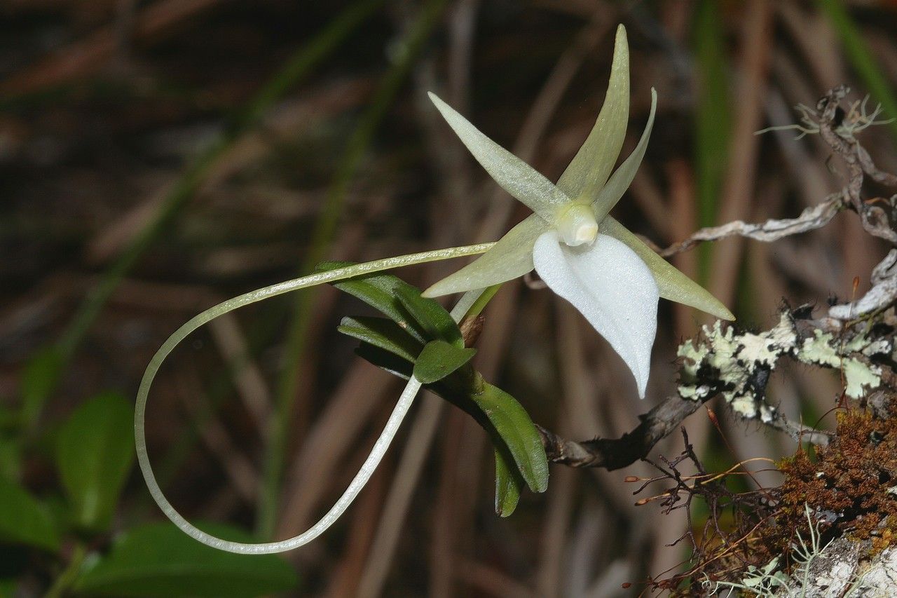Angraecum dryadum — houseplant care guide