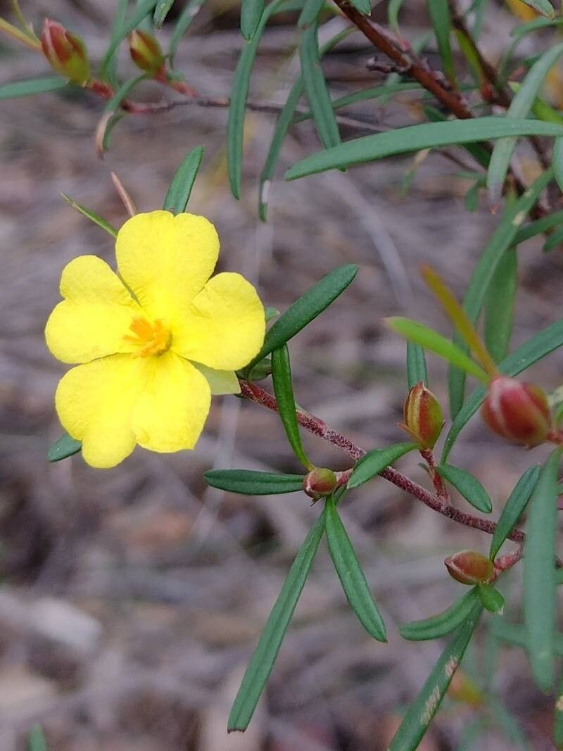 Hibbertia linearis flower