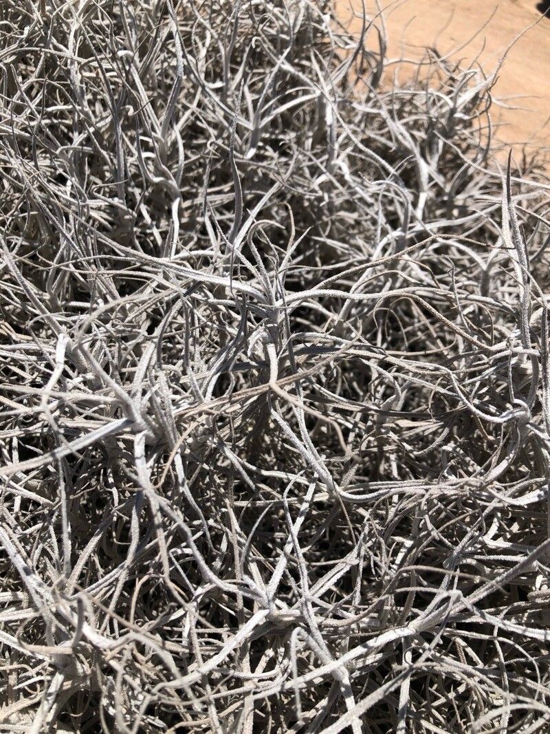 Tillandsia landbeckii leaf