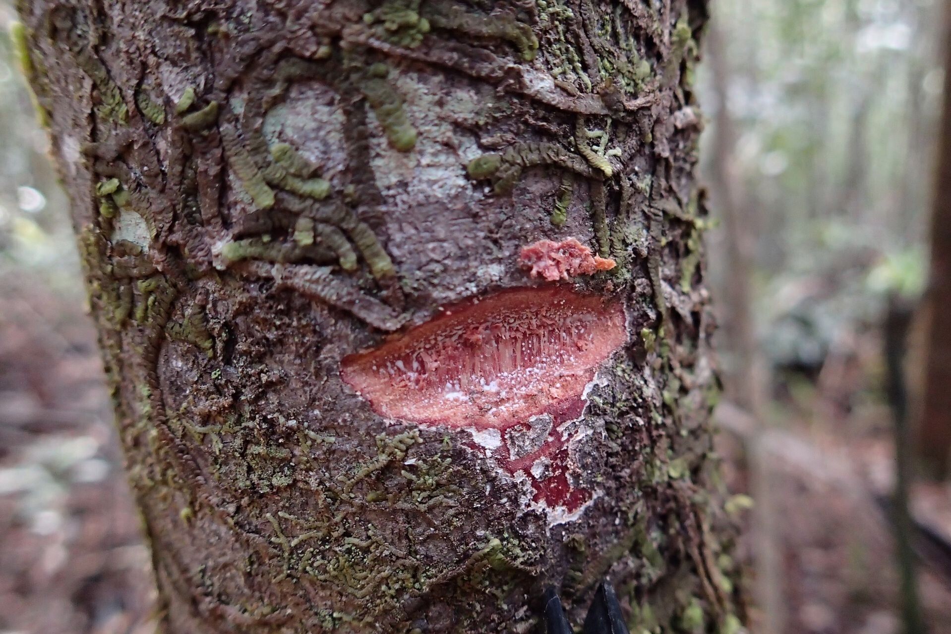 Pycnandra obscurinerva bark