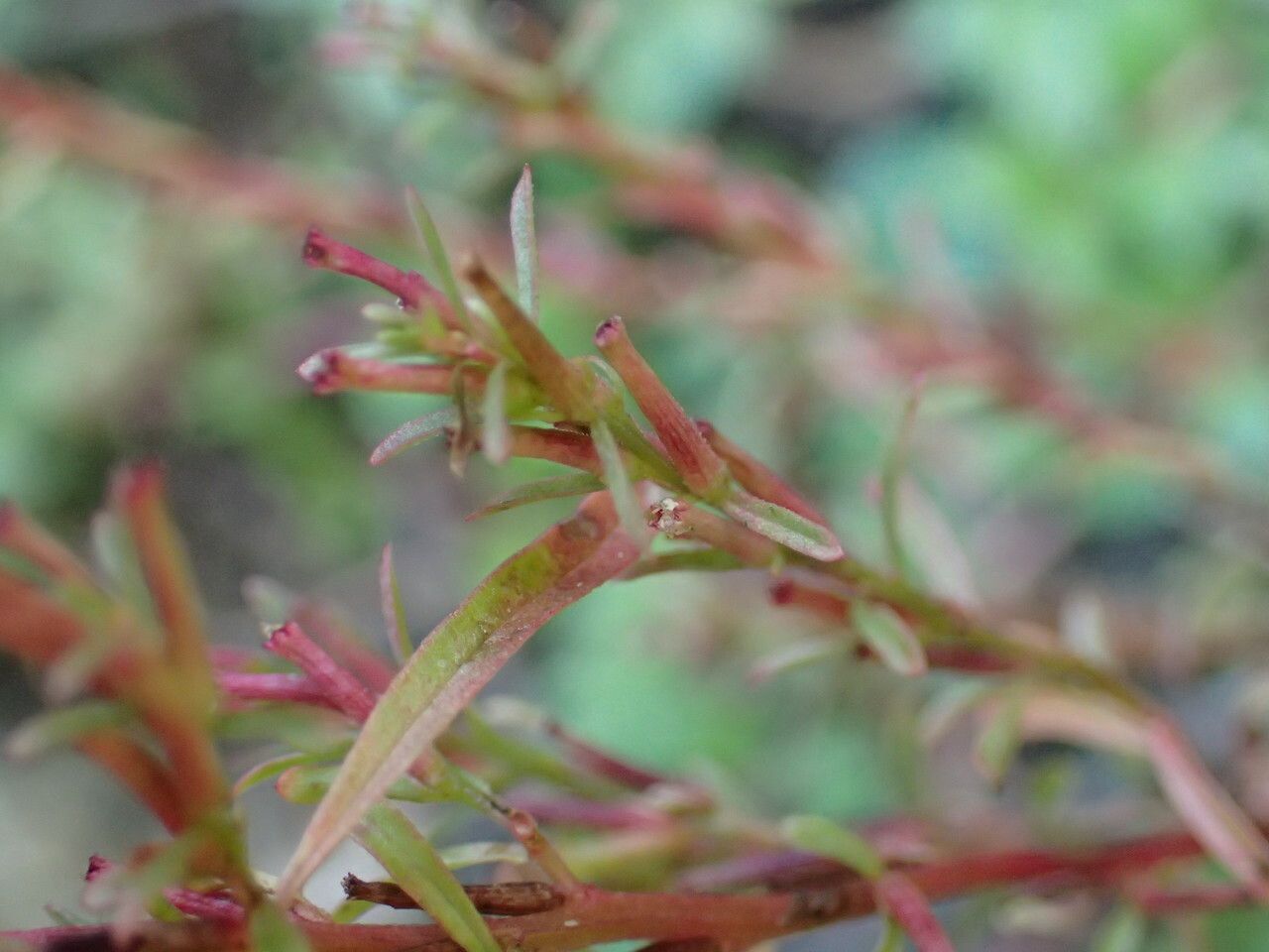 Lythrum tribracteatum — search result for 'Lythrum'