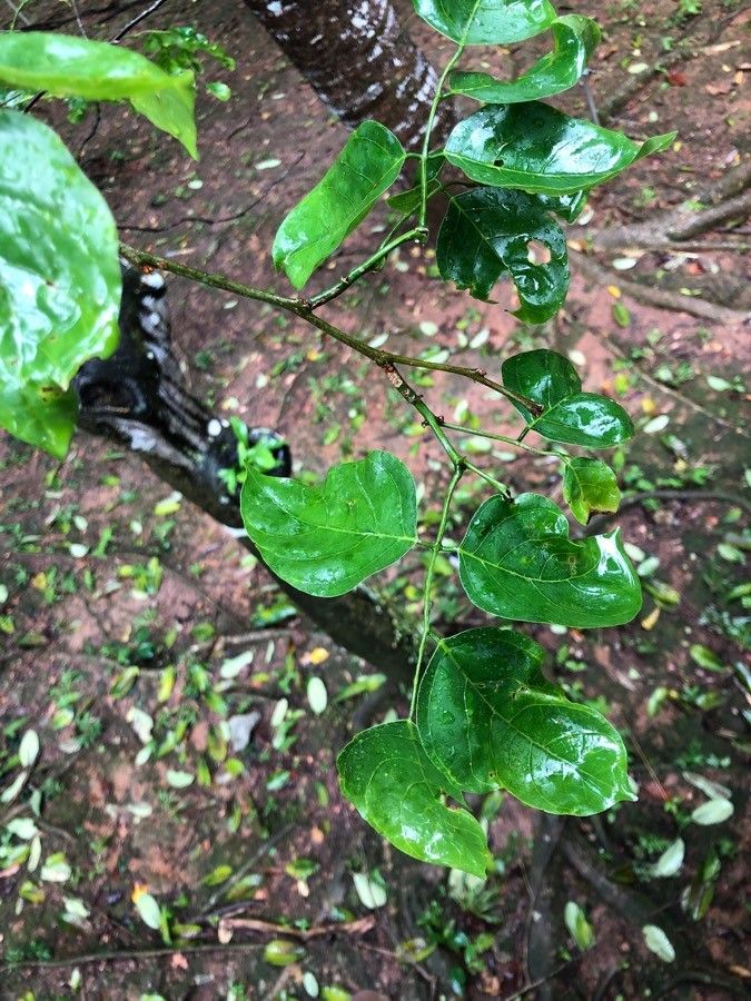 Dalbergia oliveri — search result for 'Dalbergia'