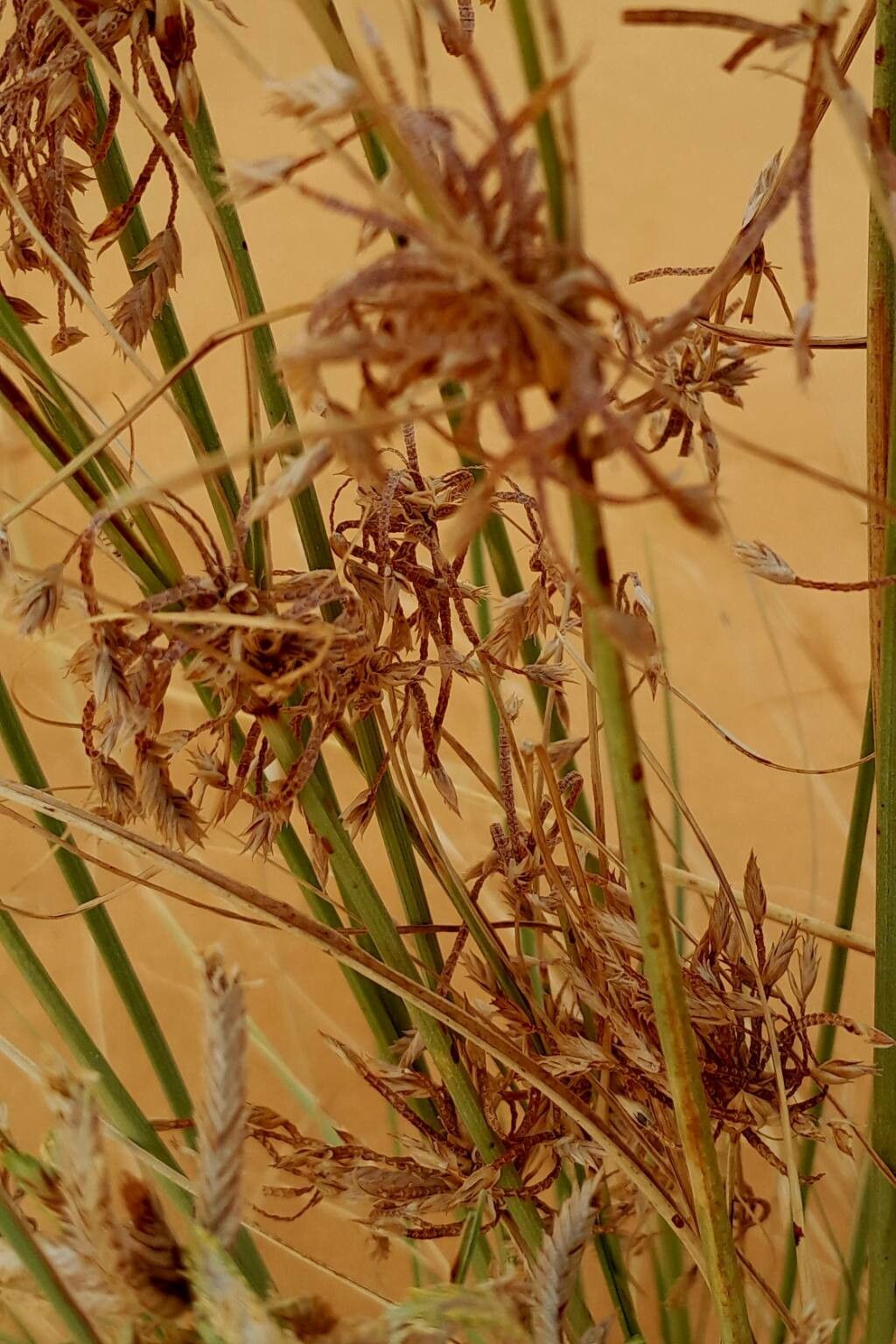 Cyperus conglomeratus fruit