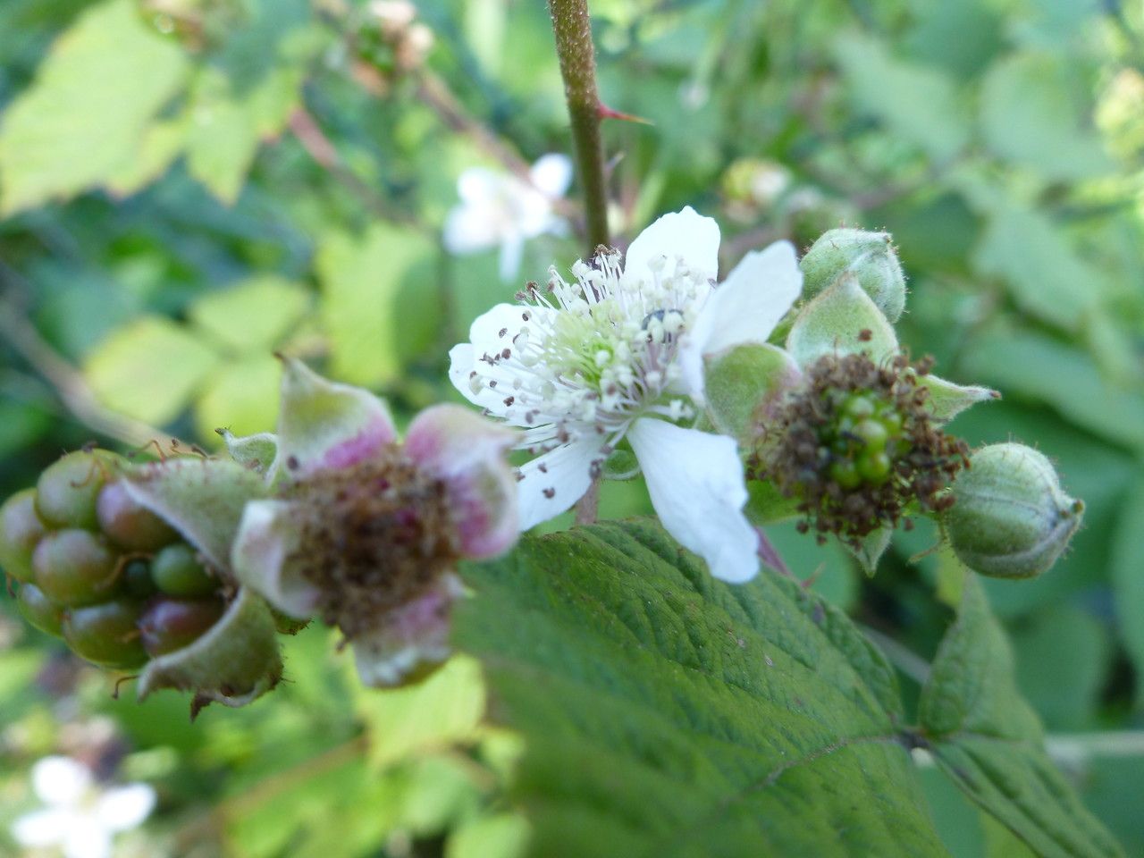 Rubus camptostachys flower