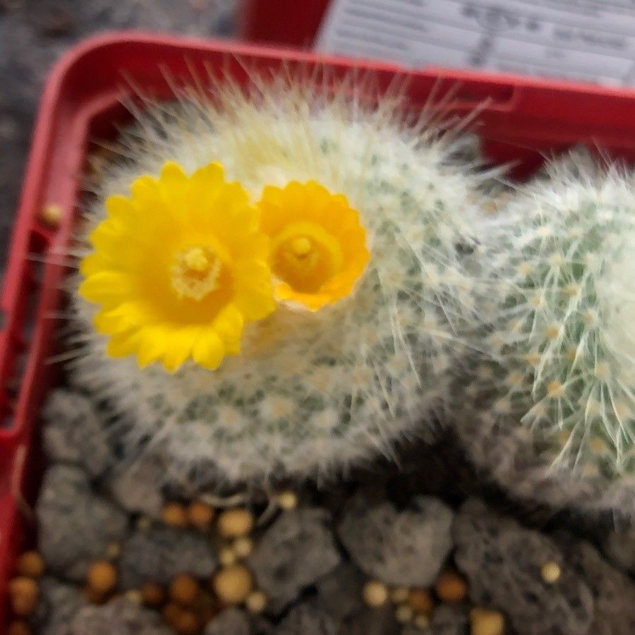 Parodia chrysacanthion flower