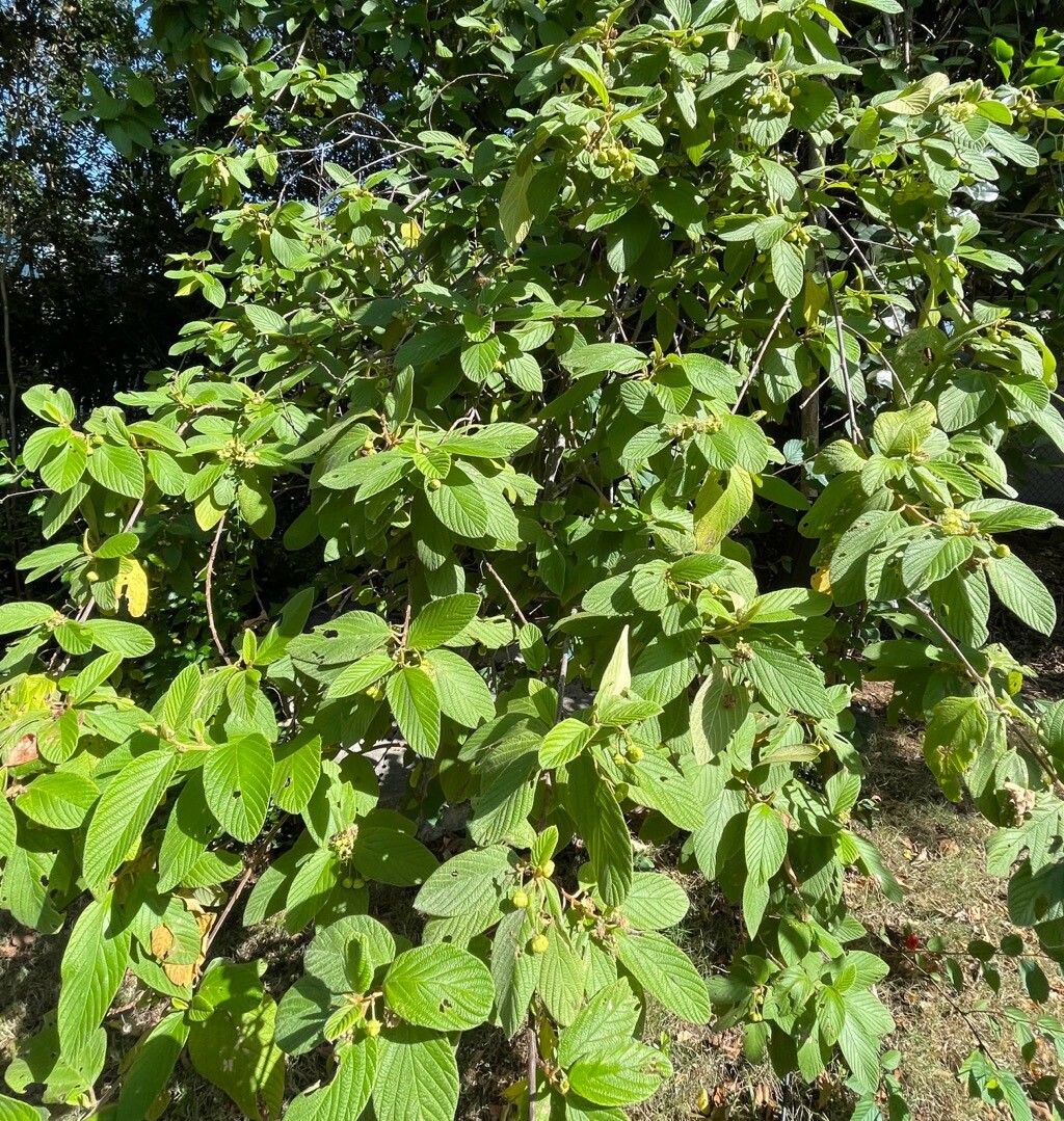 Colubrina cubensis leaf