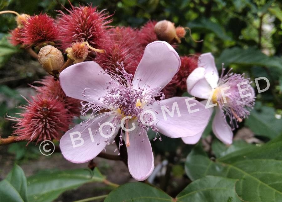 Bixa orellana flower