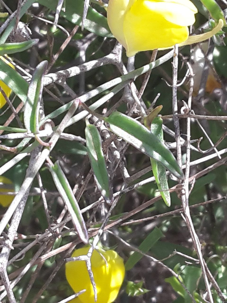 Kickxia sagittata — houseplant care guide