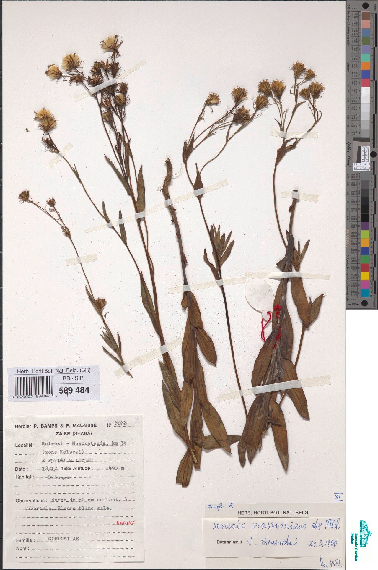 Senecio bampsianus — houseplant care guide