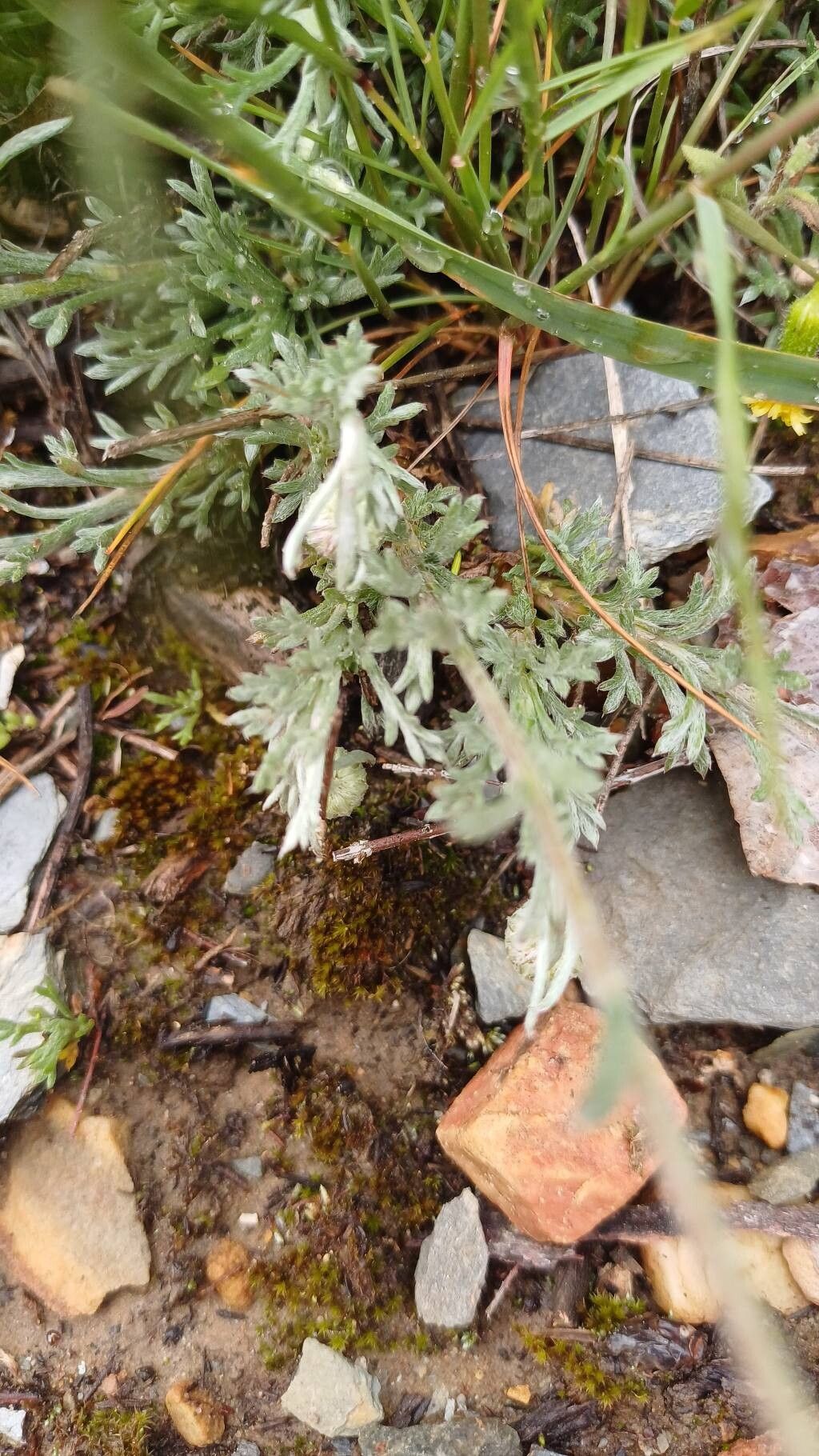 Leucanthemopsis pectinata — related species from the same genus