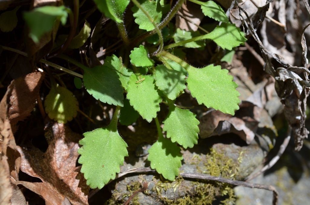 Micranthes careyana — related species from the same genus