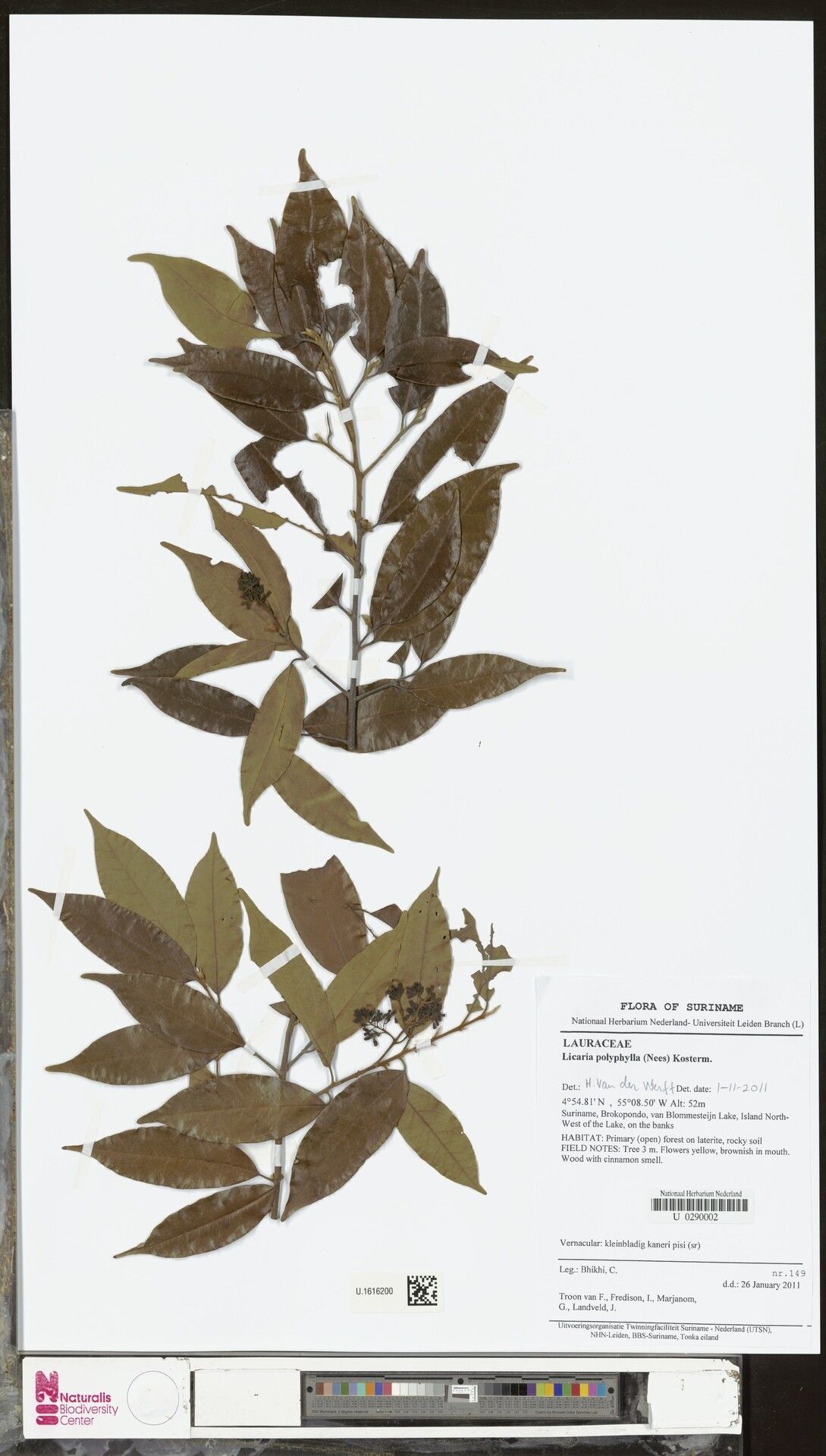 Licaria polyphylla — houseplant care guide