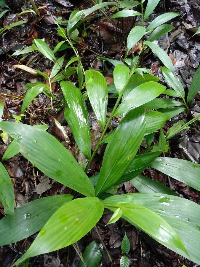 Pharus latifolius — houseplant care guide