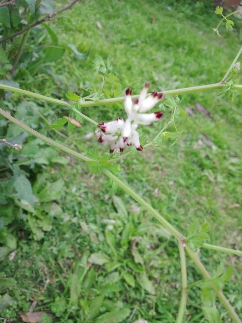 Fumaria muralis flower
