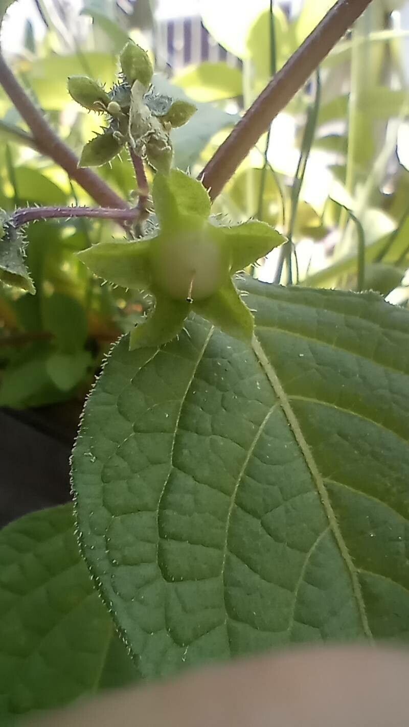 Jaltomata procumbens fruit