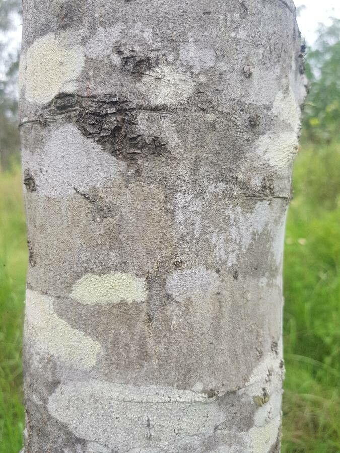 Alphitonia excelsa bark