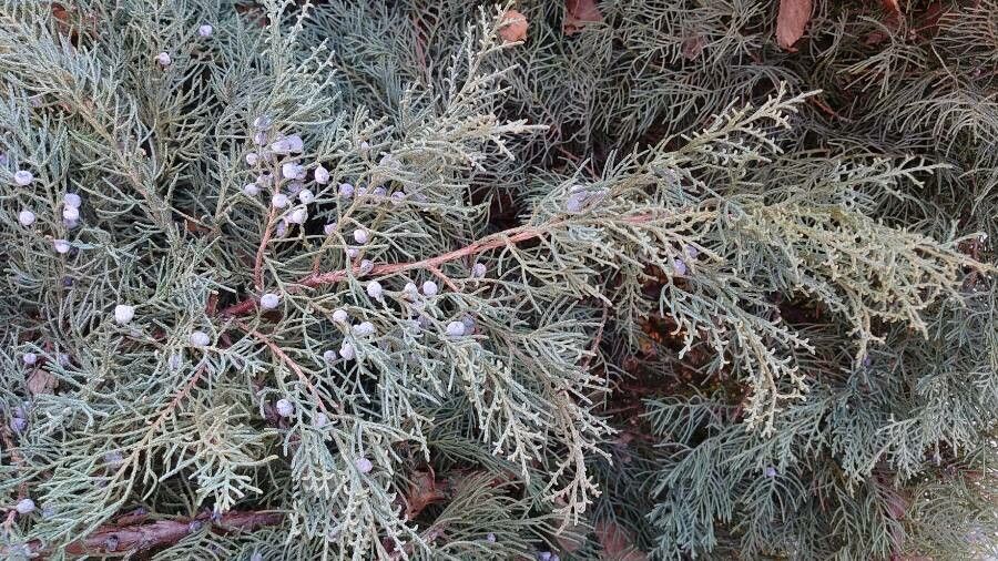 Juniperus scopulorum