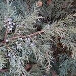 Juniperus scopulorum