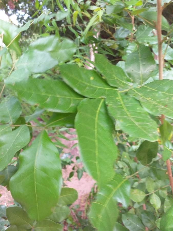 Kigelia africana leaf