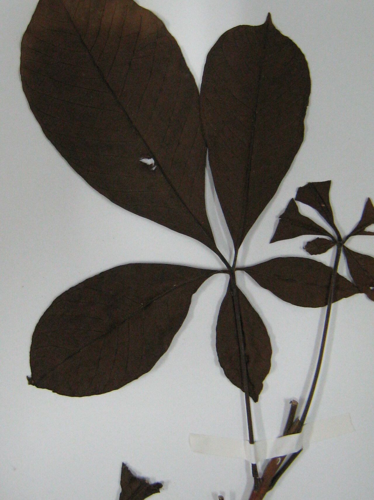 Vitex compressa — houseplant care guide