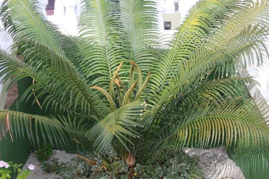 Cycas circinalis leaf