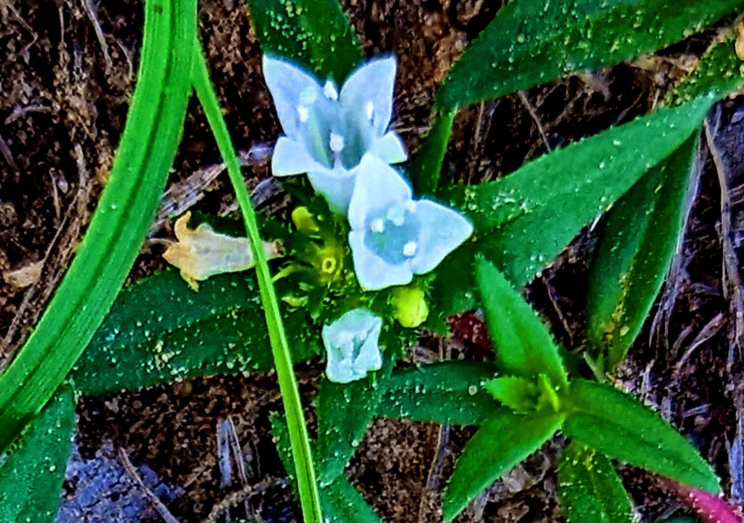 Richardia tricocca — related species from the same genus