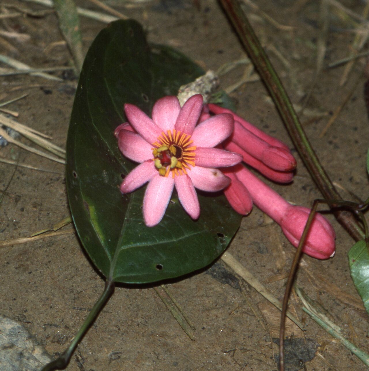 Passiflora amoena — houseplant care guide