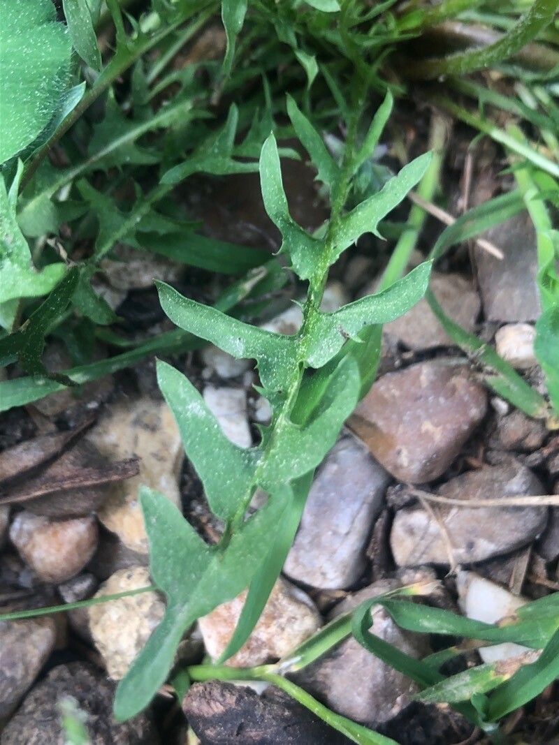 Taraxacum marginellum — houseplant care guide