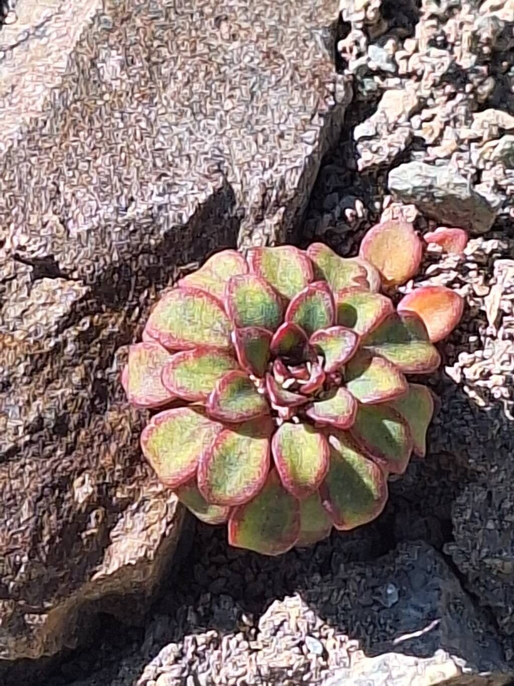 Viola sacculus — houseplant care guide