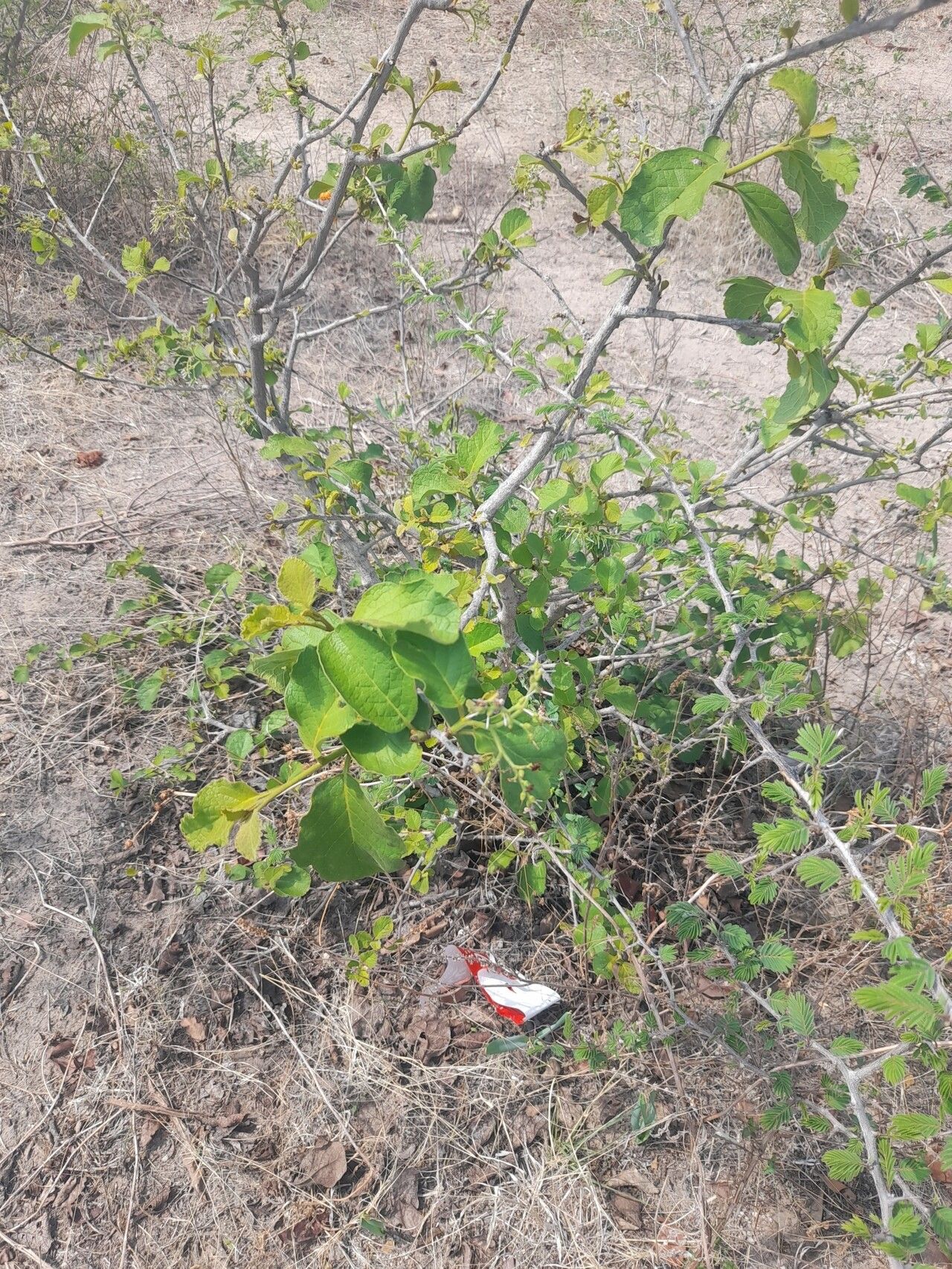 Cordia pilosissima habit