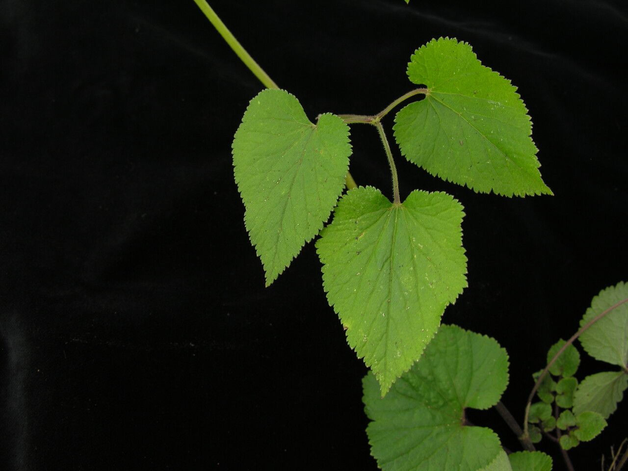 Pimpinella urceolata habit