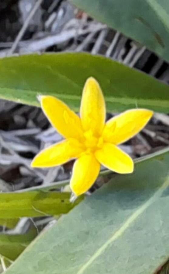 Hypoxis decumbens flower