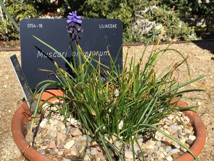 Muscari olivetorum — search result for 'Muscari'