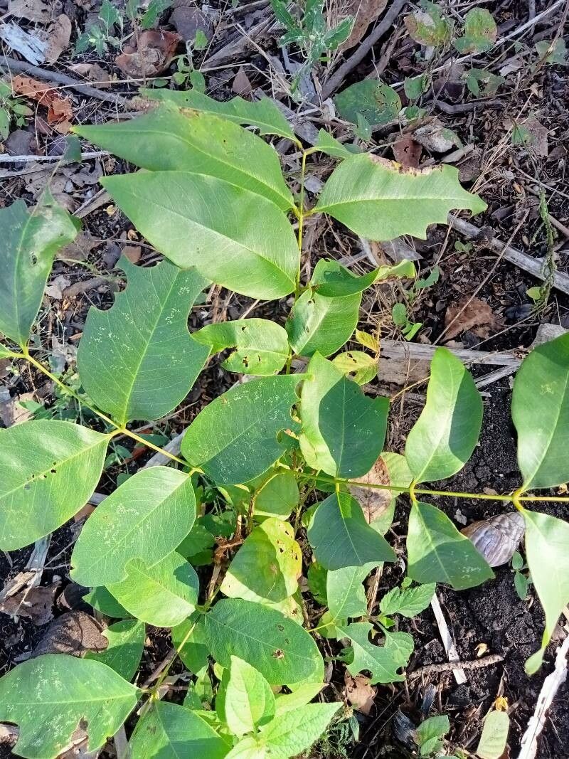Piscidia piscipula leaf