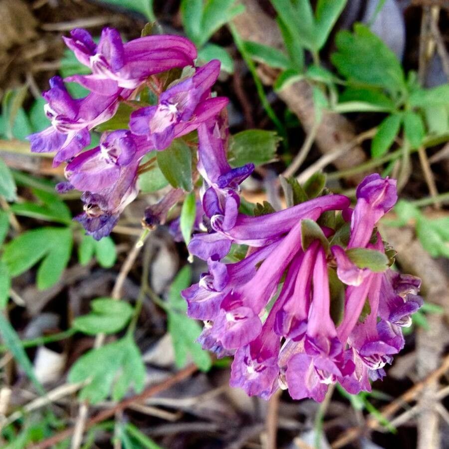 Corydalis solida flower