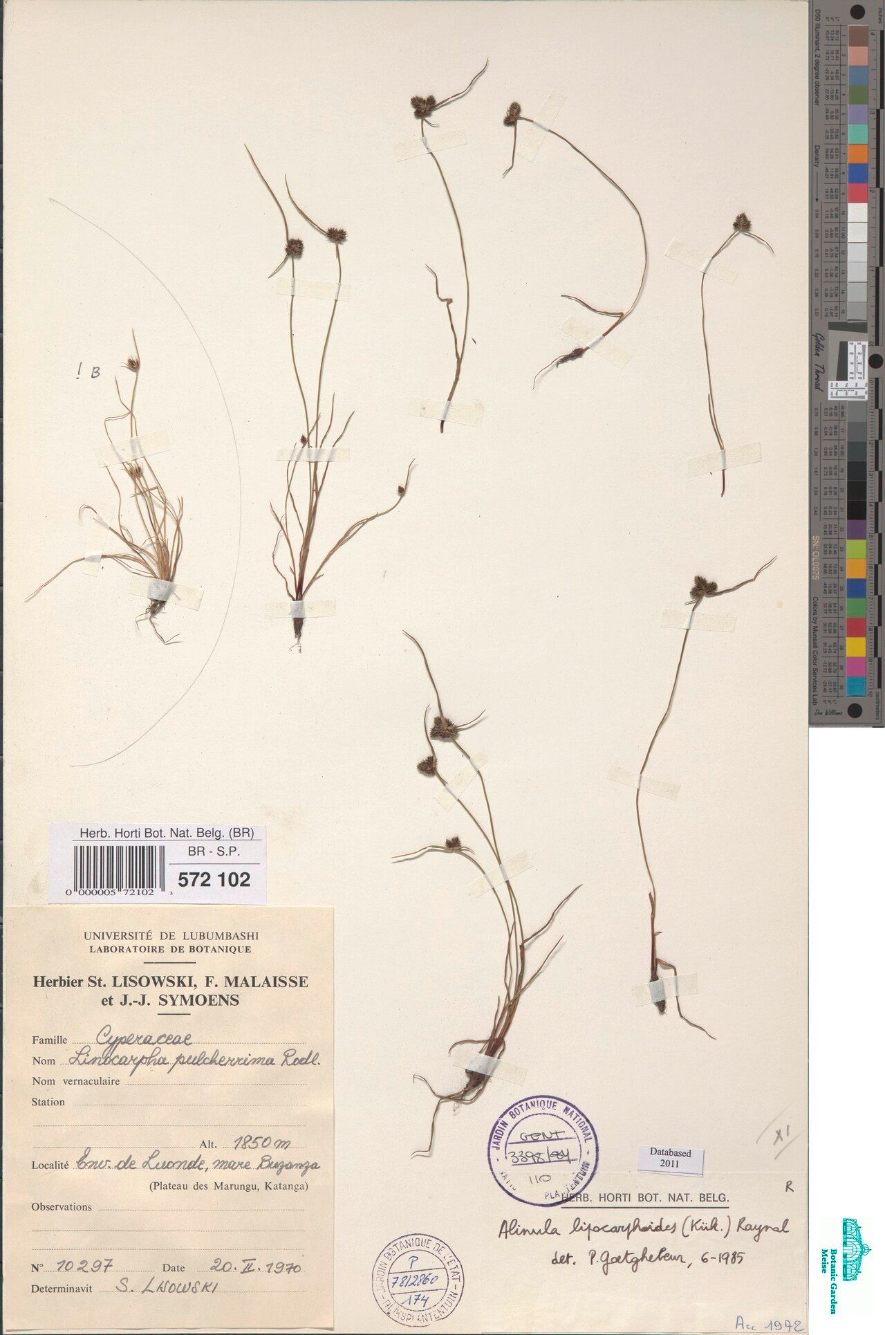 Cyperus lipocarphioides — houseplant care guide