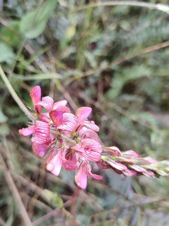 Onobrychis argentea flower