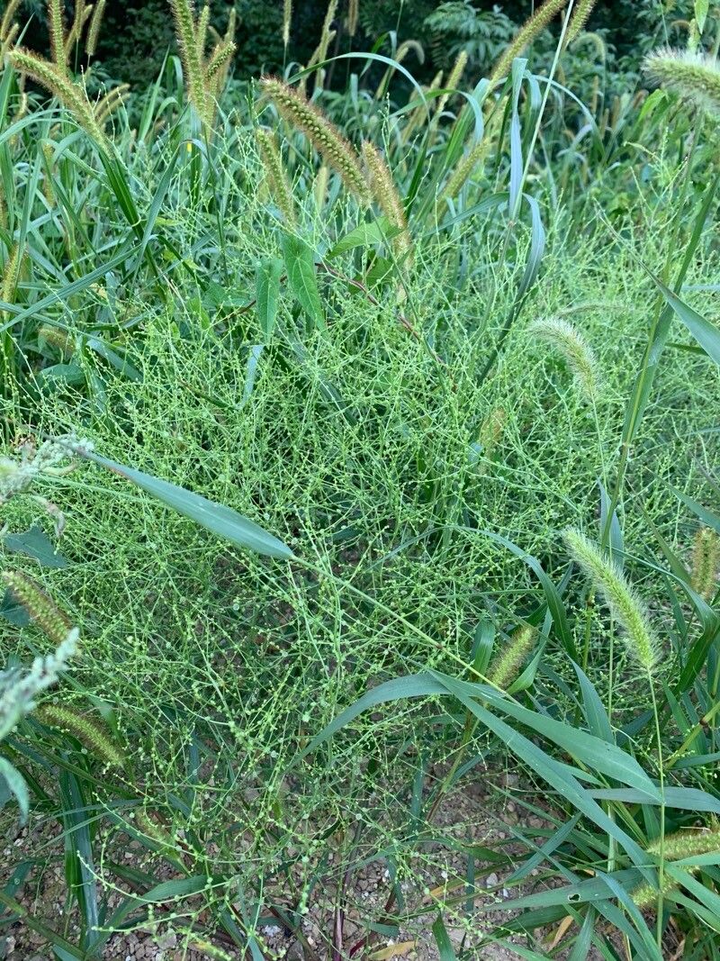 Dysphania atriplicifolia leaf