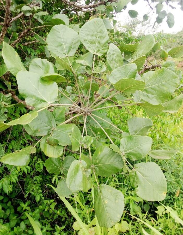 Erythrina latissima — search result for 'Erythrina'