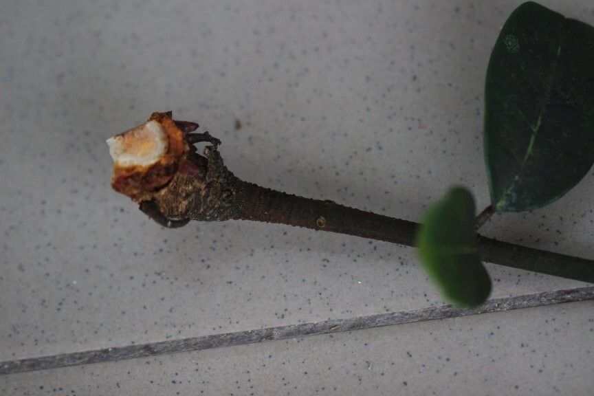 Carapa littoralis — related species from the same genus