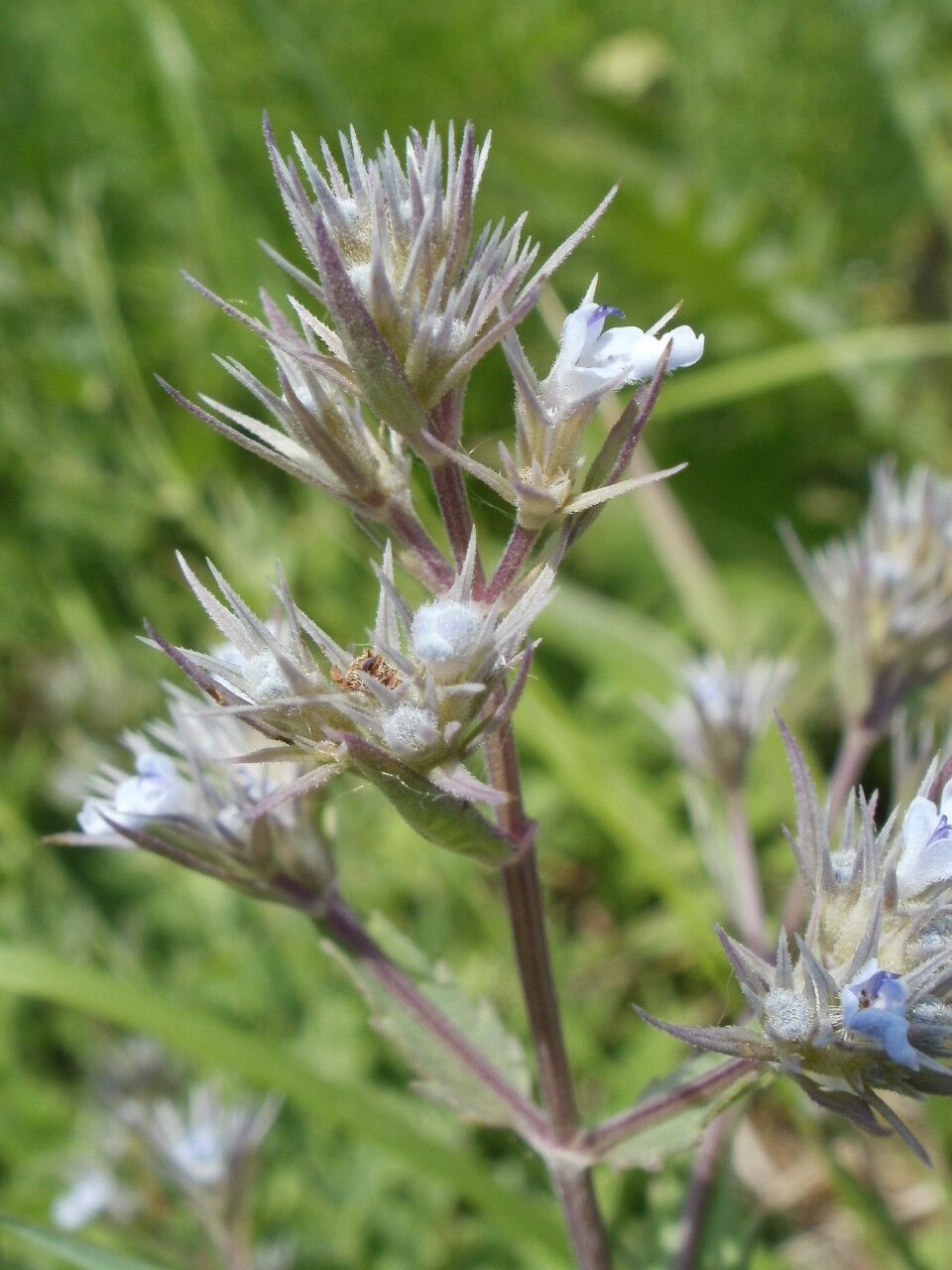 Nepeta ucranica — search result for 'Nepeta'