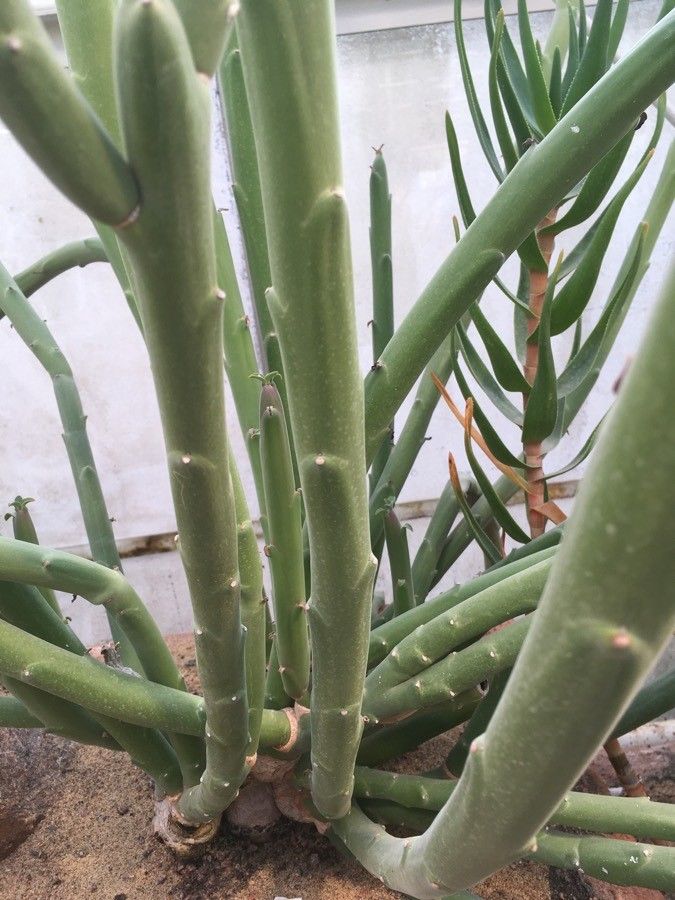 Euphorbia dregeana leaf