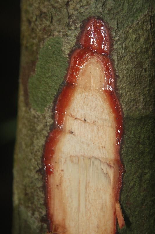 Iryanthera hostmannii other