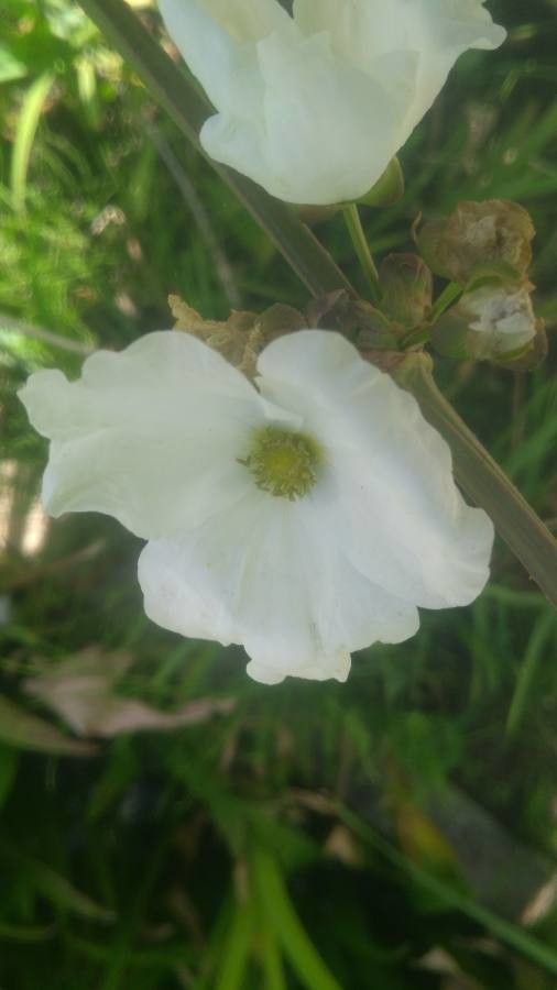 Echinodorus cordifolius flower