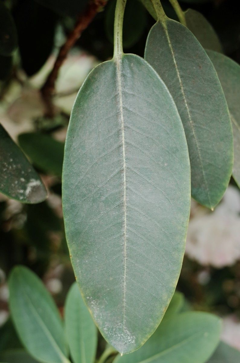Rhododendron vernicosum leaf