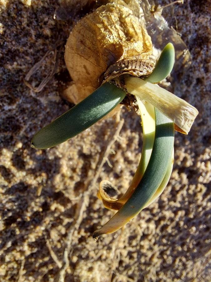 Pancratium maritimum