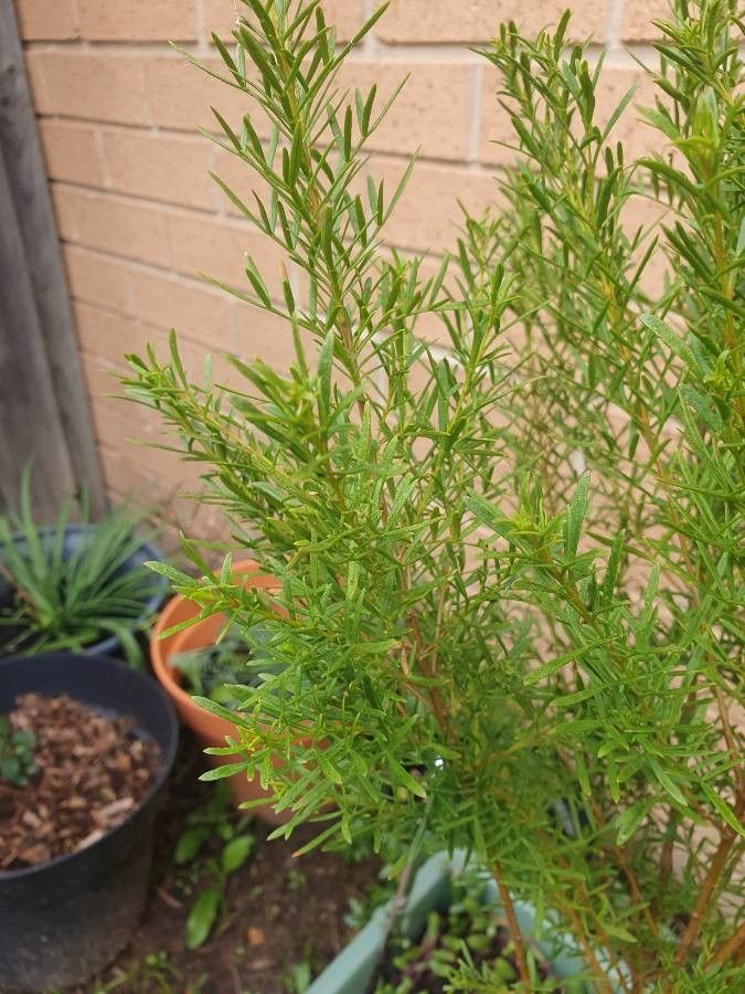Boronia heterophylla leaf