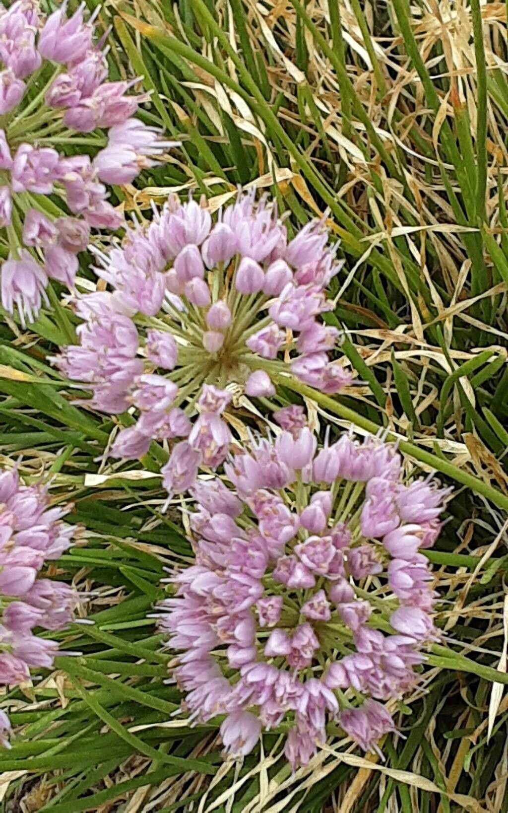 Allium spirale flower