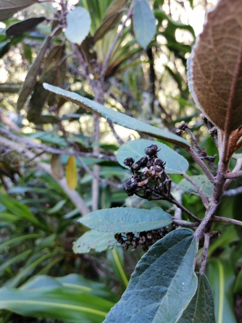Dombeya ferruginea fruit